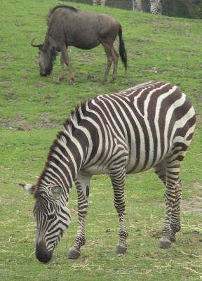 Grasendes Zebra ...