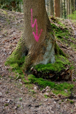Sturzgefährdeter Baum ?