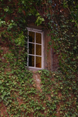 Das Fenster im Efeu