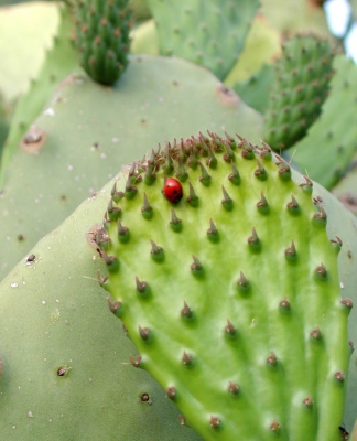 Marienkäfer untersucht Kaktus