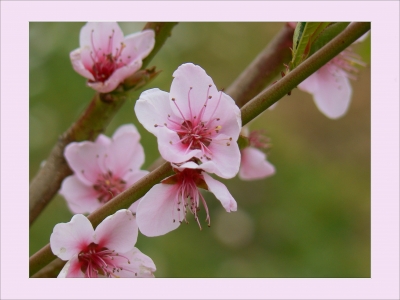 Aprikosenblüte
