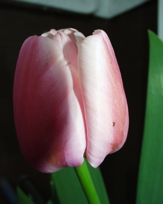Tulpe rosa