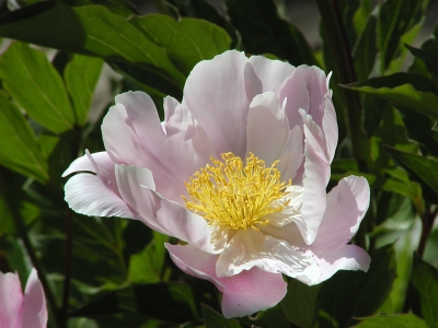 weißrosa Pfingstrosenblüte (Paeonia)