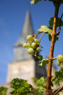 Weintraube vor Kirche