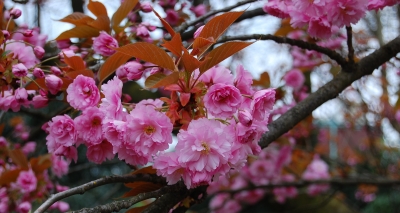 Japanische Blütenkirsche (Prunus serrulata) #2