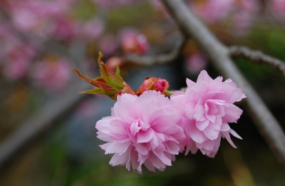Japanische Blütenkirsche (Prunus serrulata) #3