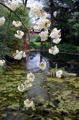 blühende Kirschbaumzweige über dem Teich #2