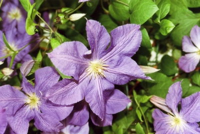 clematis lila