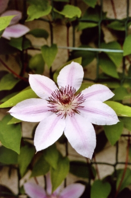 Clematis weiss