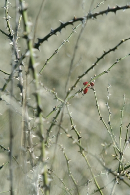 Hagebutte in Dornen