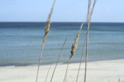Gräser am Rügener Strand