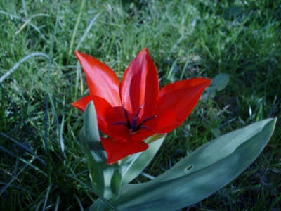 Tulpe