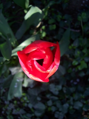 Tulpe aus meinem Garten