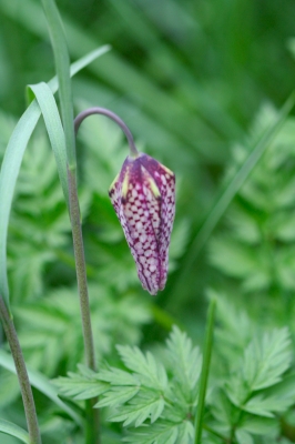 Blätter und Blüten