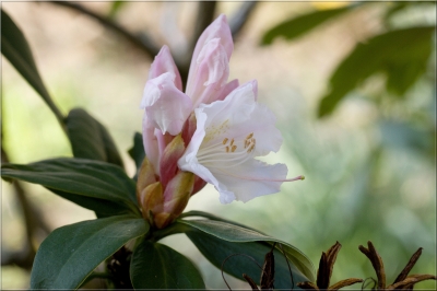 Rhododendron-Blüte