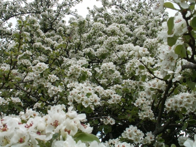 Apfelblüte im Schwabenland