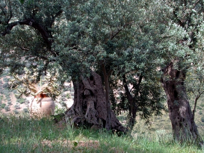 Olivenbaum-1