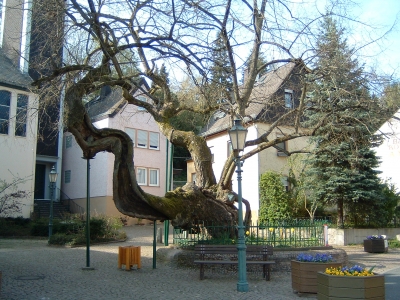 1000-jähriger Lindenbaum