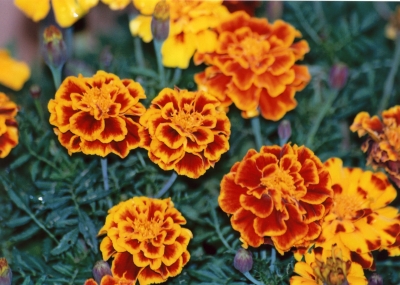 Tagetes