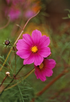 cosmea