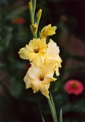 Gladiole