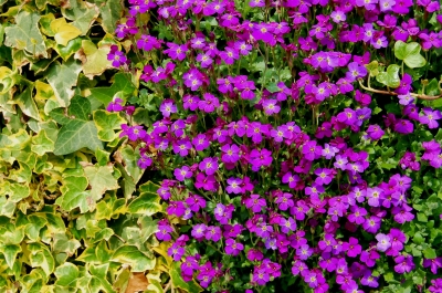 lila Frühlingsblüher mit Efeu-Nachbarschaft