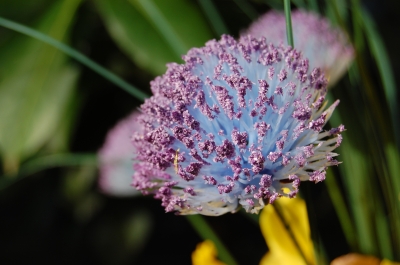 Nahaufnahme blau-violette Blüte