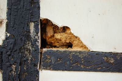 Holzwurmbefall im Fachwerk