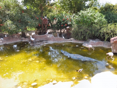 Krokodil im schönen Teich