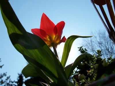 Tulpen gegen die Sonne
