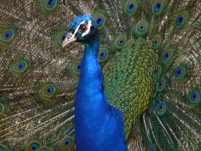 "Blauer Pfau"