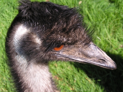 EMU *