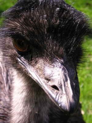 EMU **