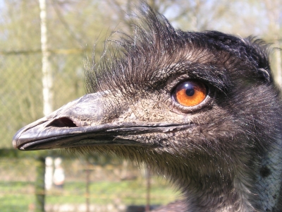 EMU ***