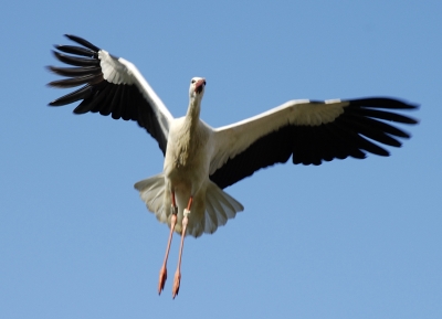storch