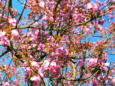 Blüten Zierkirsche näher