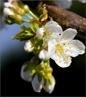 Portrait der Kirschblüte