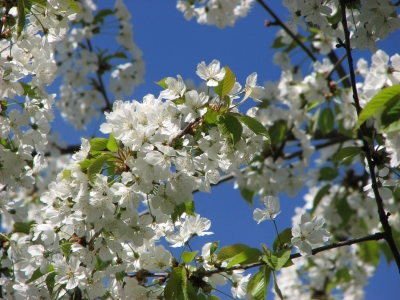 Apfelblüte