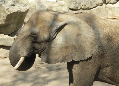 Afrikanischer Elefant 2