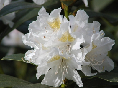 weisse Rhododendronblüte