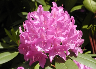volett-pink  Rhododendronblüte