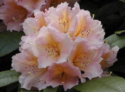 zartrosa Rhododendronblüte mit orange