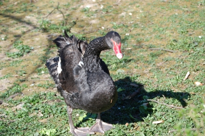 Noch nie 'nen schwarzen Schwan gesehen?