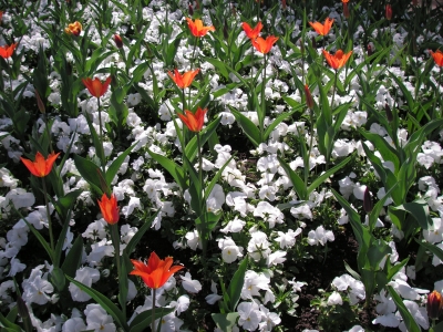 Rot-Weiß Blütentraum