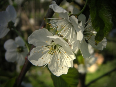 Kirschblüte 3