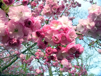 Japanische Wildkirschenblüten