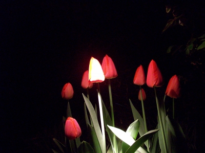 Leuchtende Tulpe