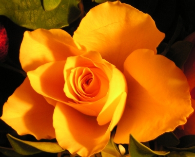 Yellow Rose with shadows