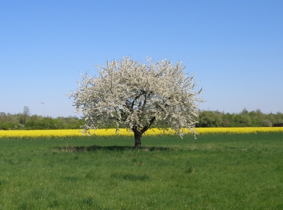 Blühender Obstbaum