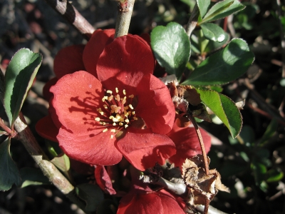 Feuerbusch-Blüte